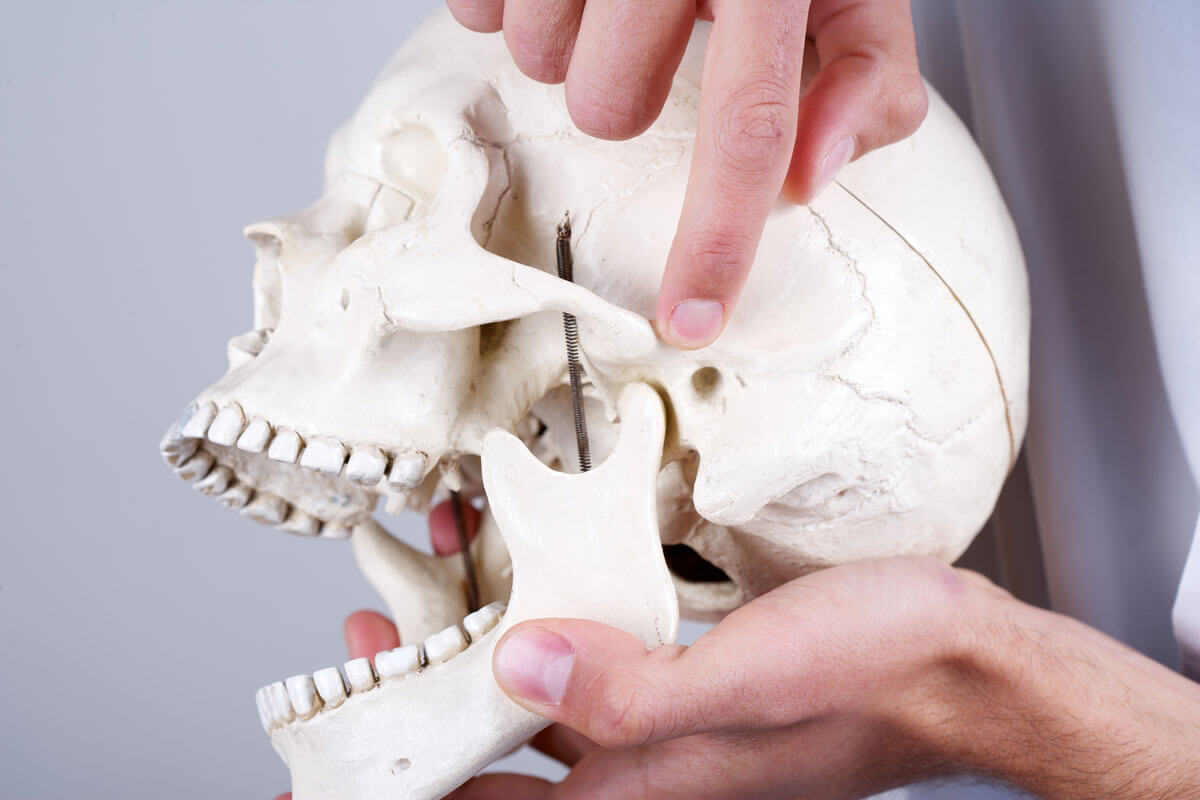 Dentist showing a TMJ joint on a model of a skull